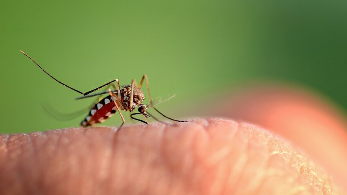 Pay special attention to cleanliness to prevent dengue.